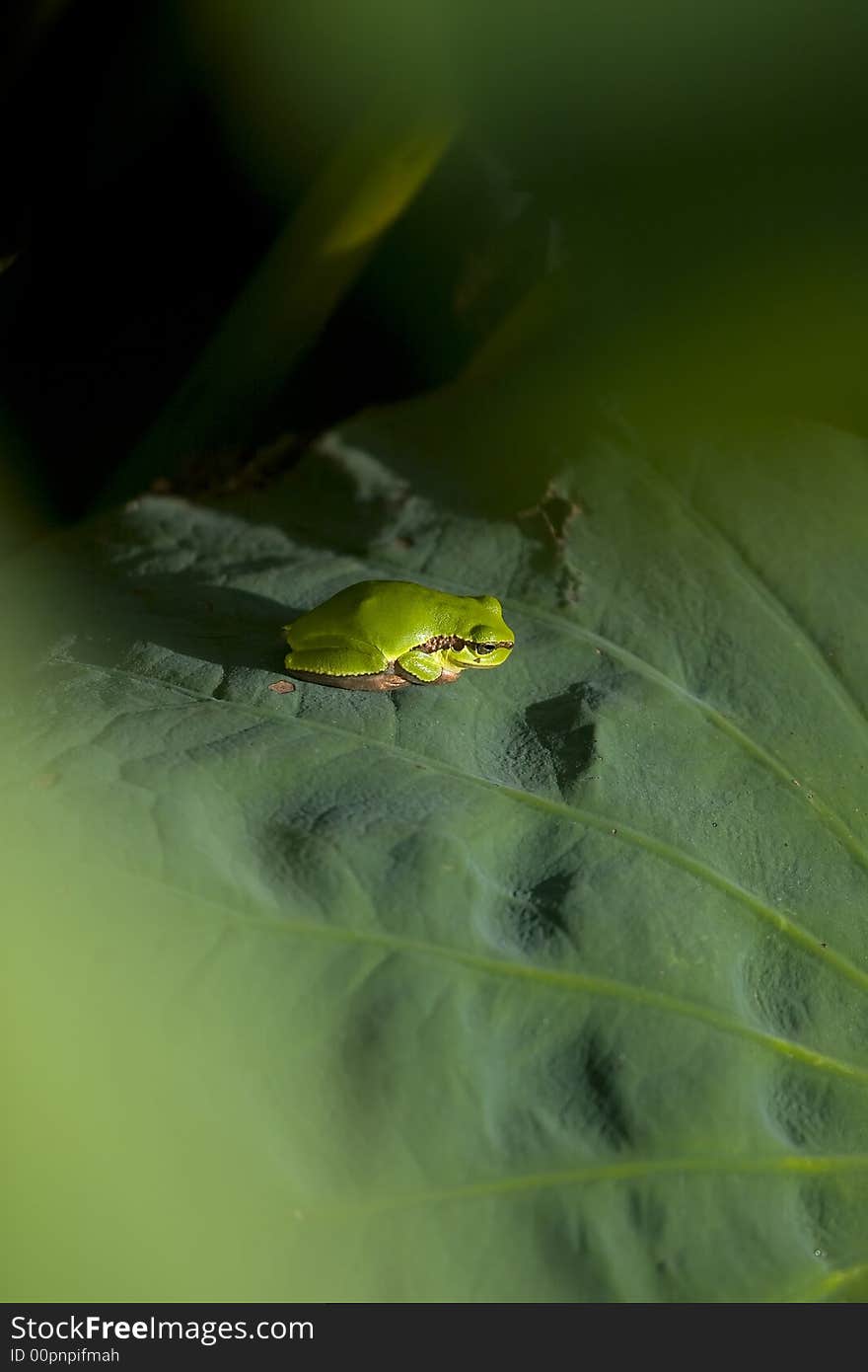 A green frog on the louts