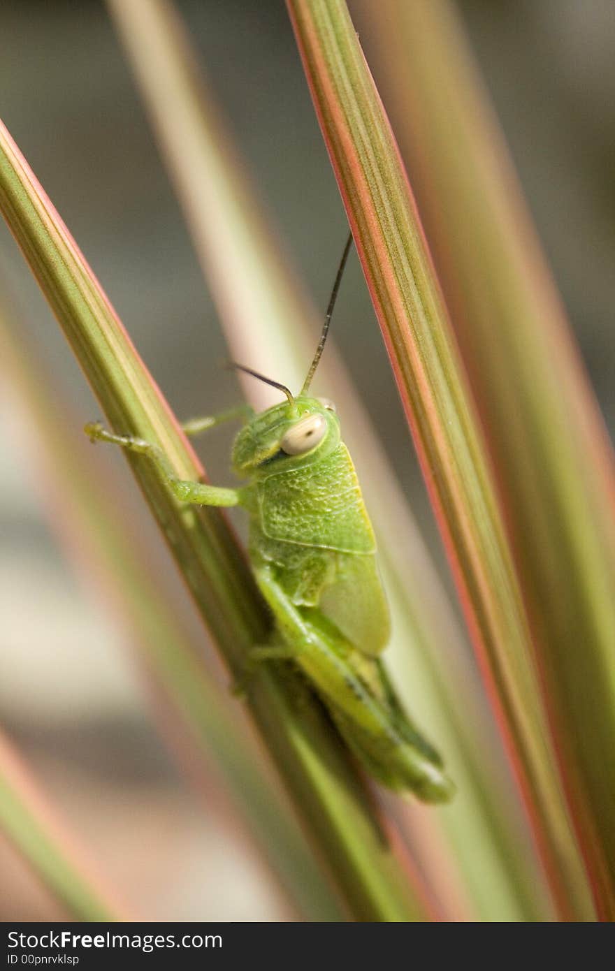 Grasshopper