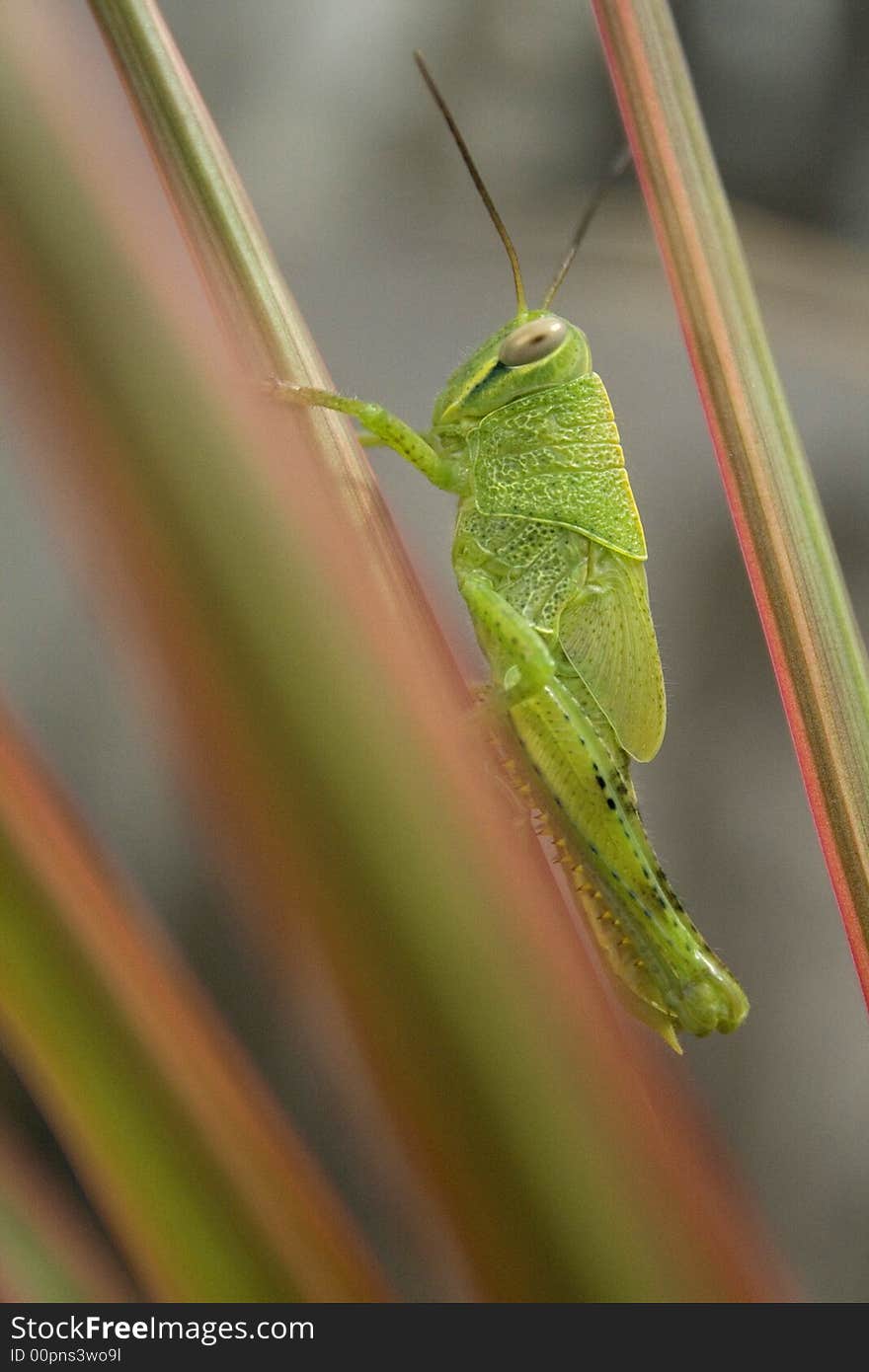 Grasshopper