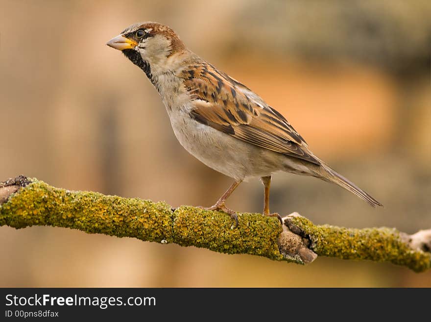 House Sparrow On A Stick