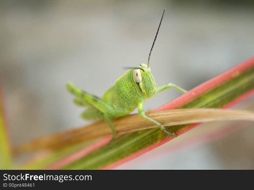 Grasshopper