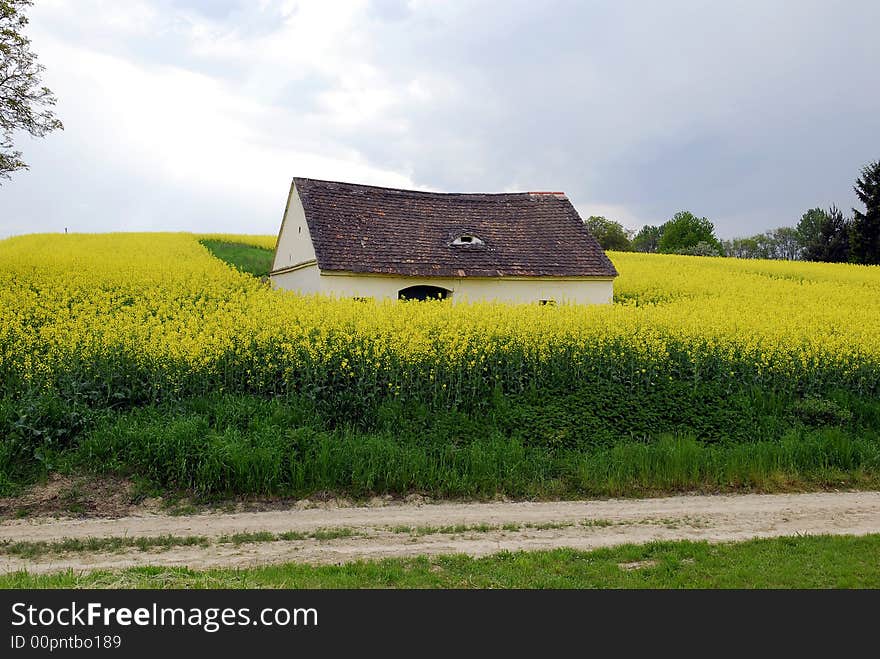 Rape field