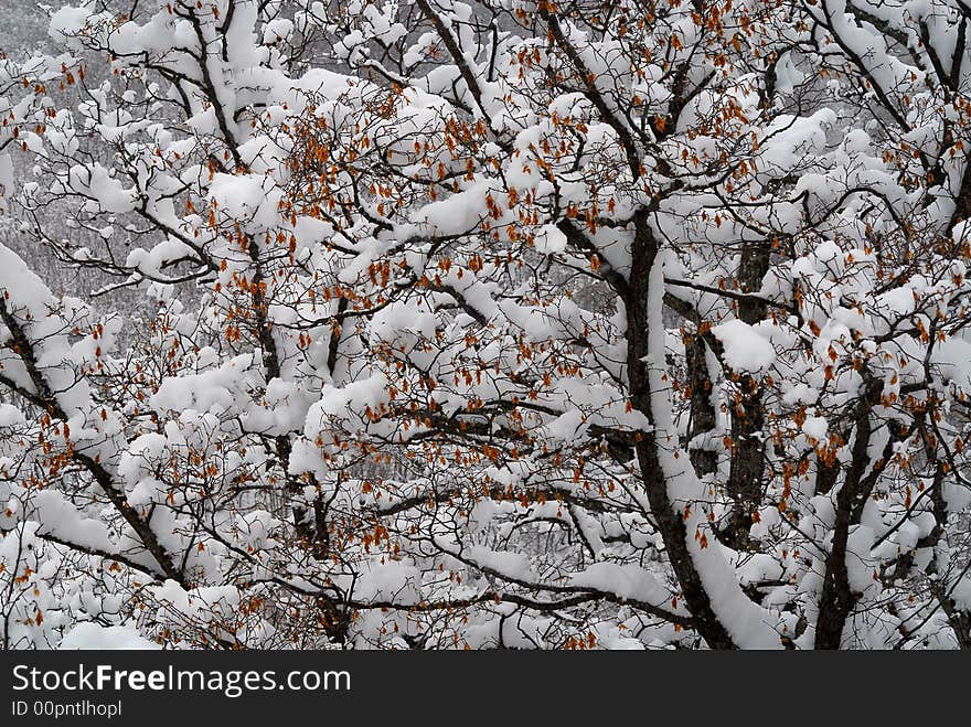 Winter tree coveerd with snow. Winter tree coveerd with snow