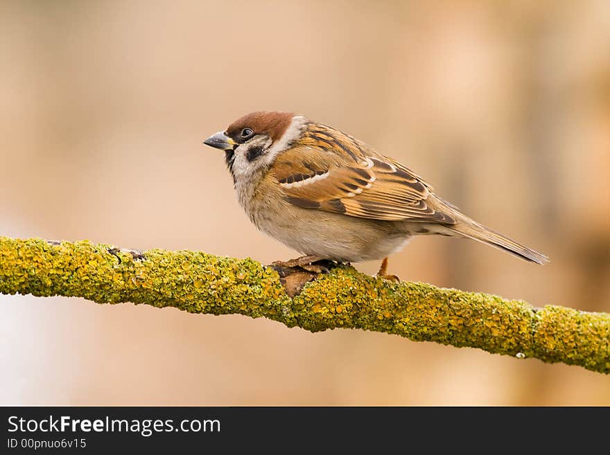 Tree sparrow (aka passer montanus) on light brown background