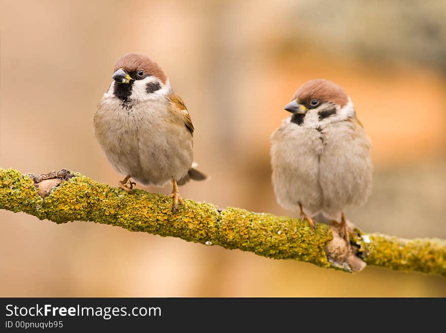 Couple tree sparrows on a stick