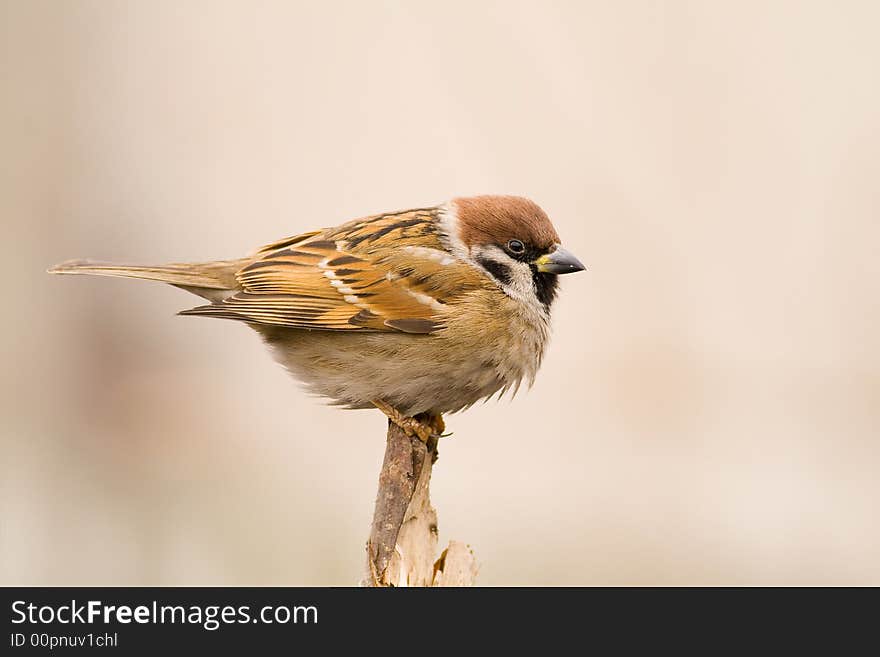 Tree sparrow (aka passer montanus) on light brown background