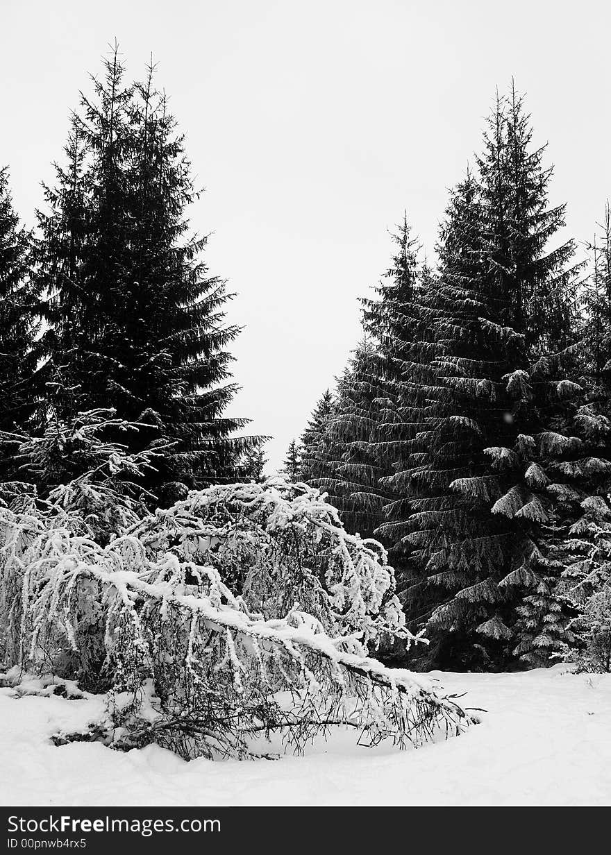 Winter forest in sunny day, black and white photo