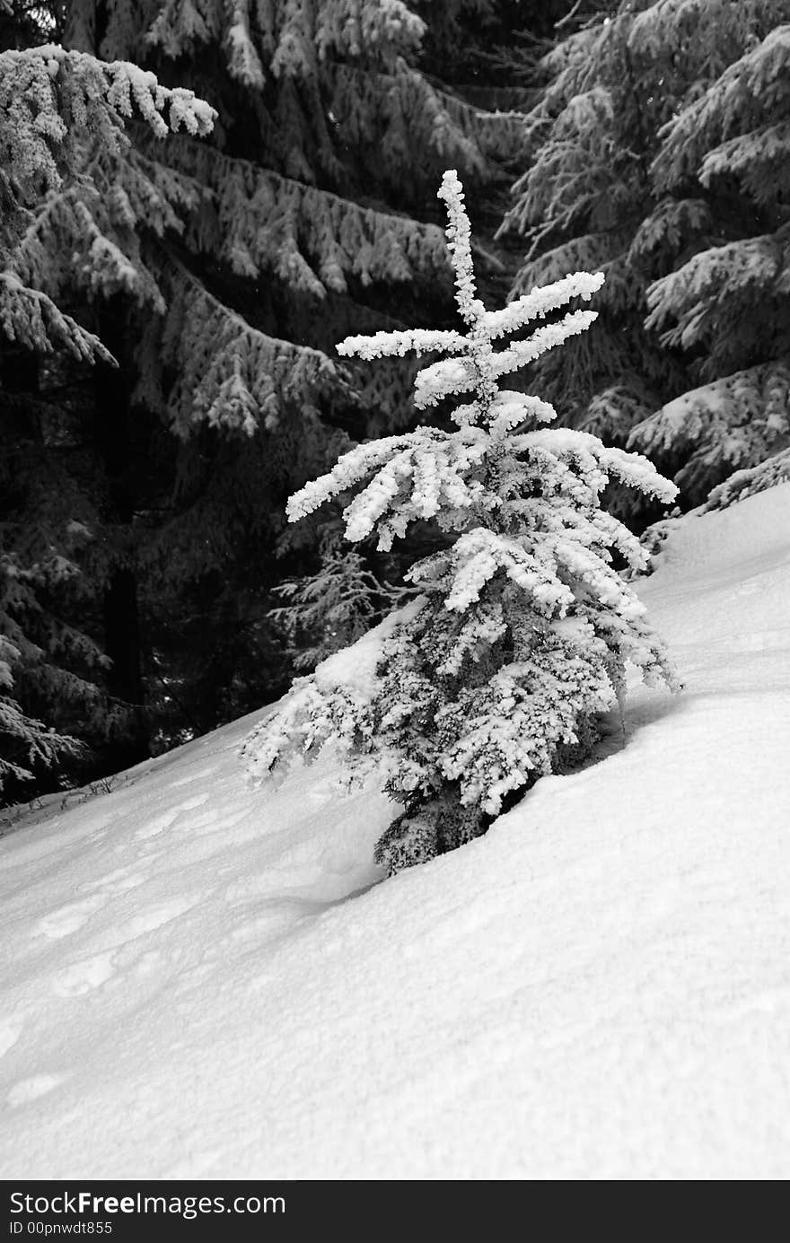 Small fir tree in winter forest, black and white photo