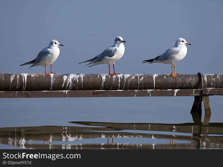 Three seagulls stay on the tube