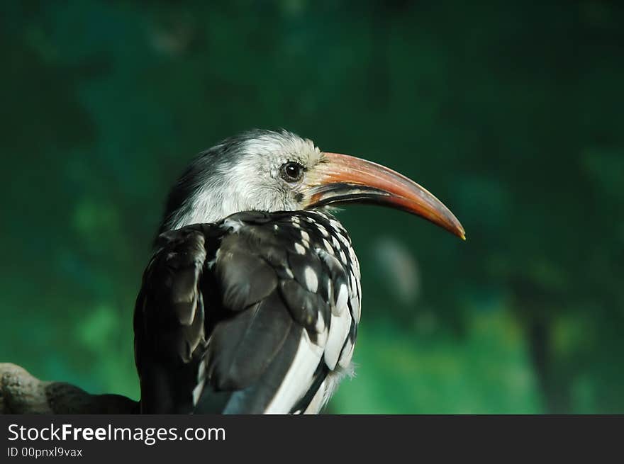 A bird with long beak