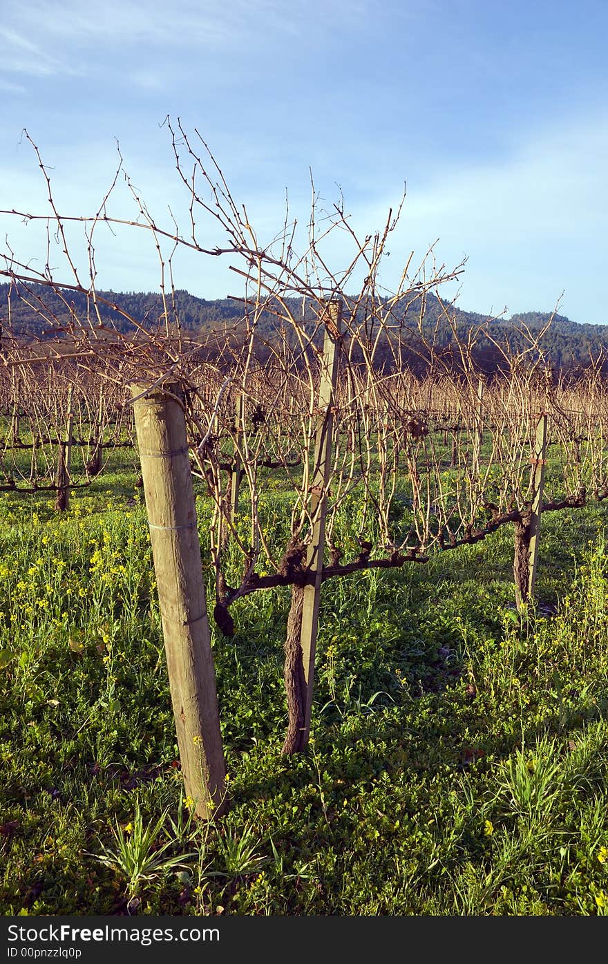 Napa Valley Vineyard