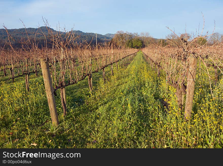 Napa Valley Vineyard