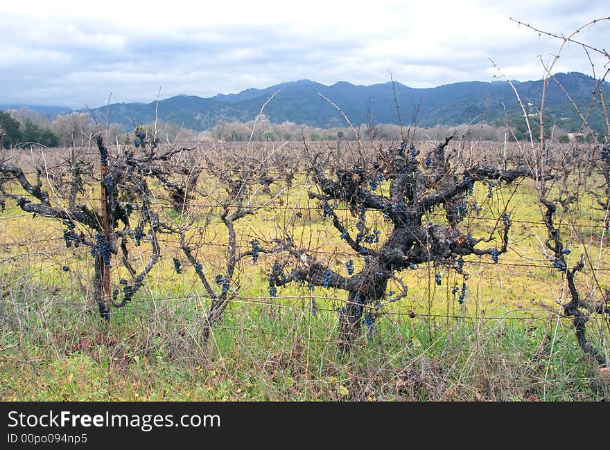 Vineyard With Grapes In Winter