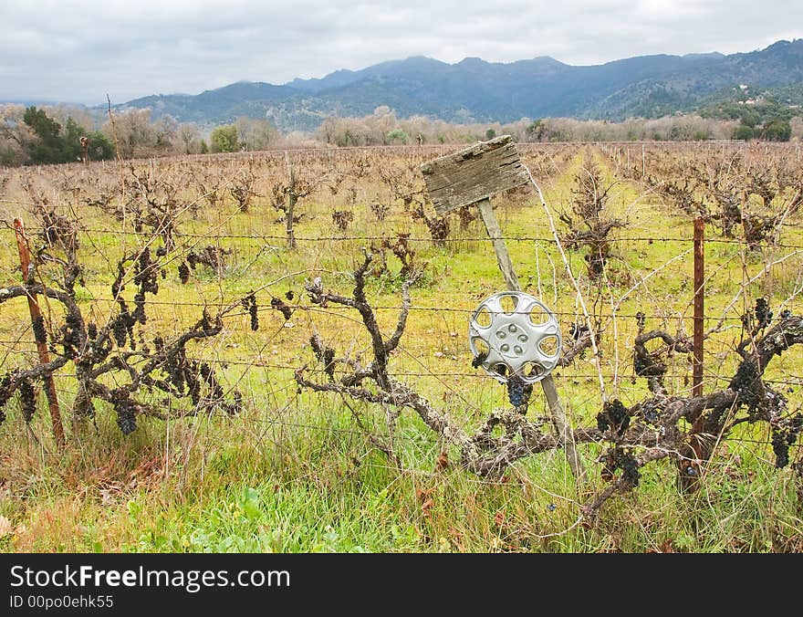 Napa Valley vineyard with grapes in winter.