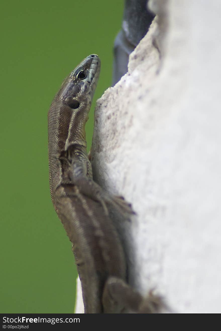 Small mediterranean lizard on a white wall. Small mediterranean lizard on a white wall