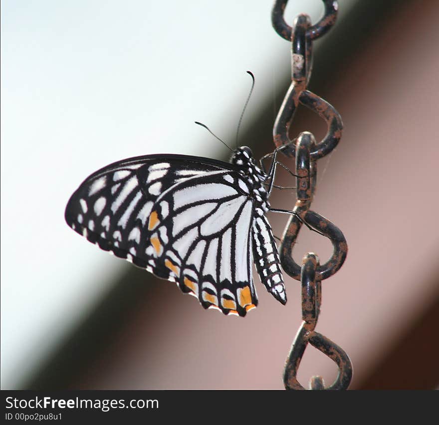 Butterfly on a chain lepidoptra. Butterfly on a chain lepidoptra