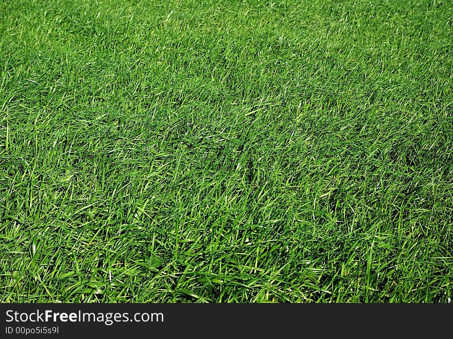 Green grass field