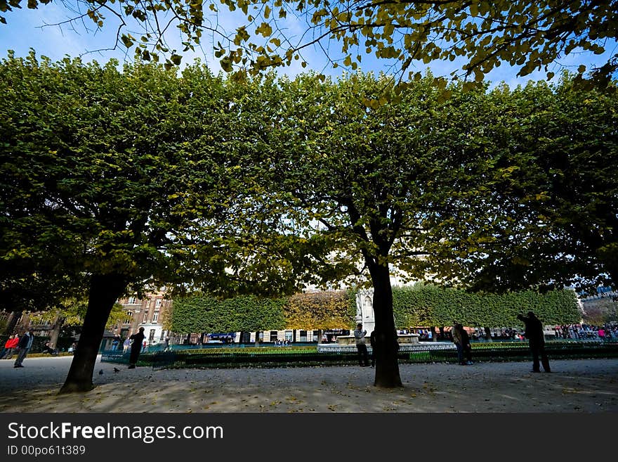 Wide angle view of park trees in autumn with deep blue sky. Paris, France.