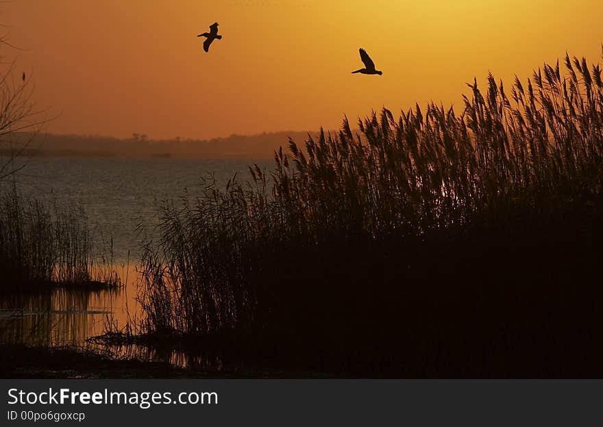 A picture of birds flying in marsh. A picture of birds flying in marsh