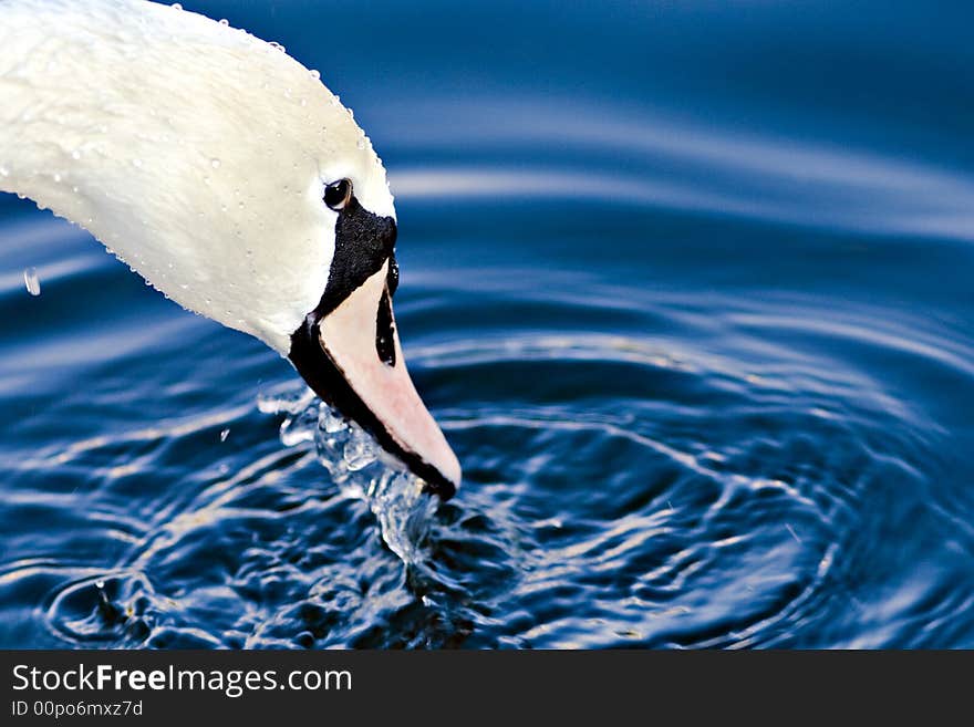 Swan head close up