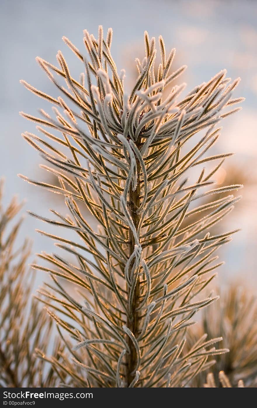 Fir with frosted needles (portrait orientation). Fir with frosted needles (portrait orientation)