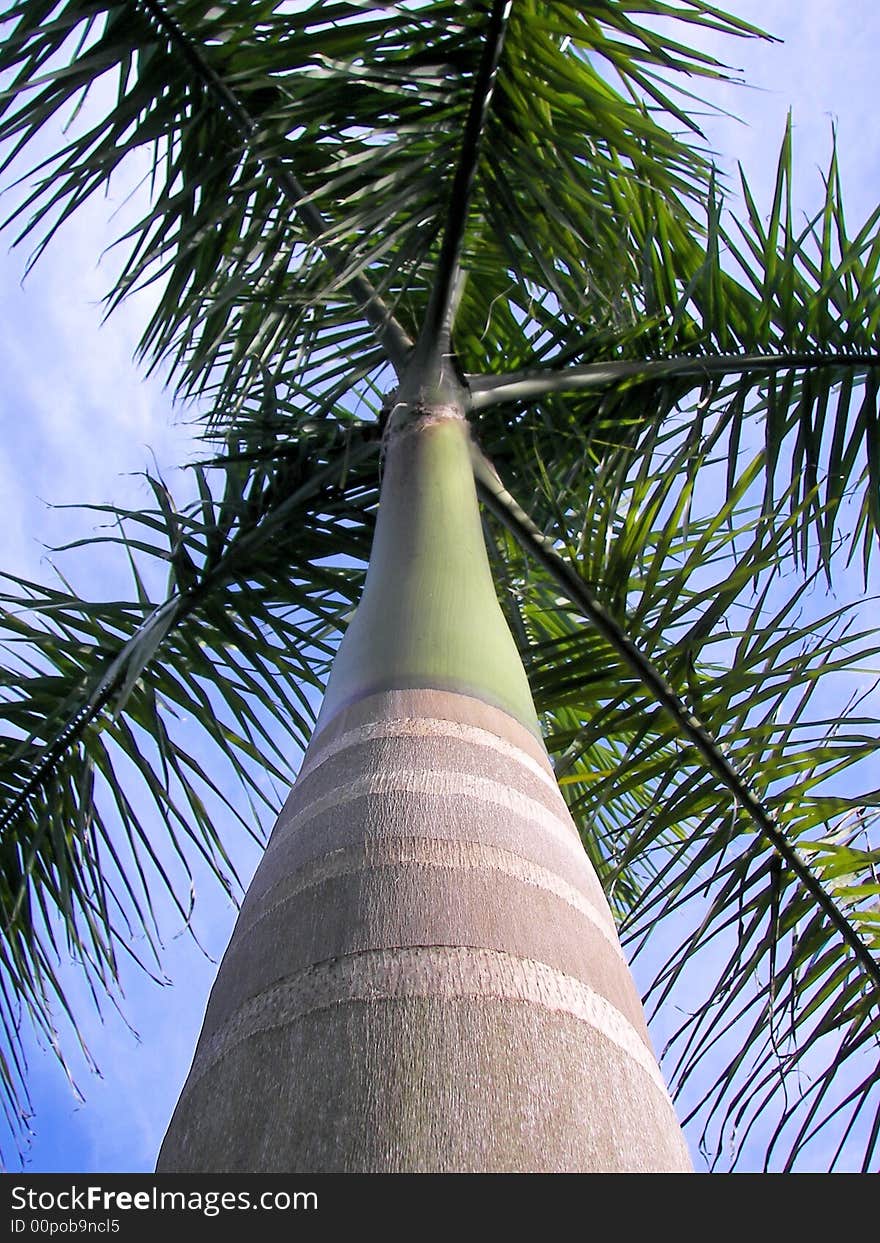 Patterns on florida palm tree. Patterns on florida palm tree