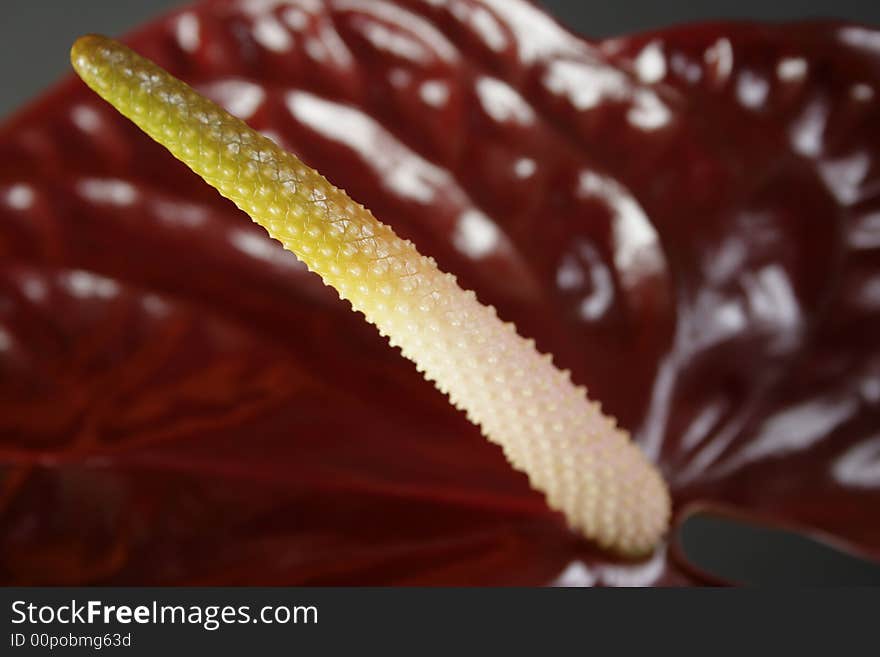 Anthurium flower close-up,studio shot