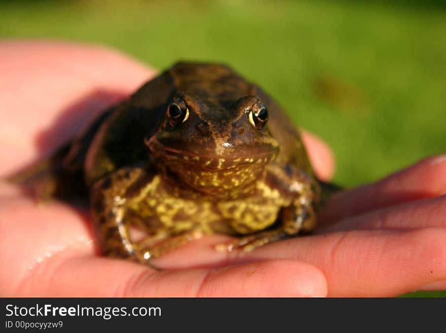 Frog in a boy's hand, shallow DOF, focus on eyes