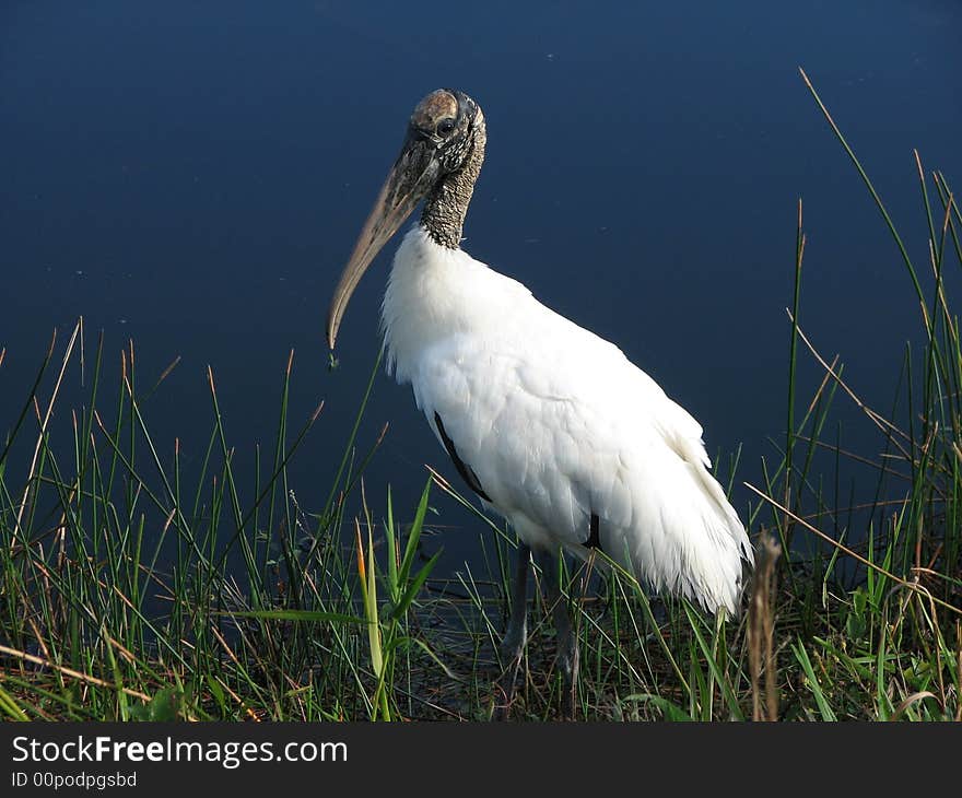 A wood stork at water's edge in Florida's Everglades.