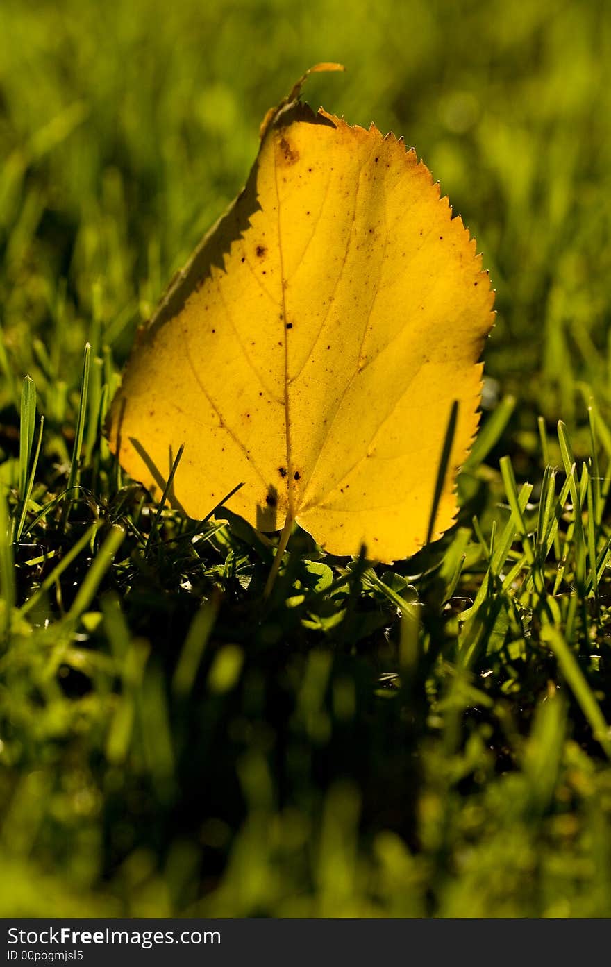 Dry Leaf in the green grass