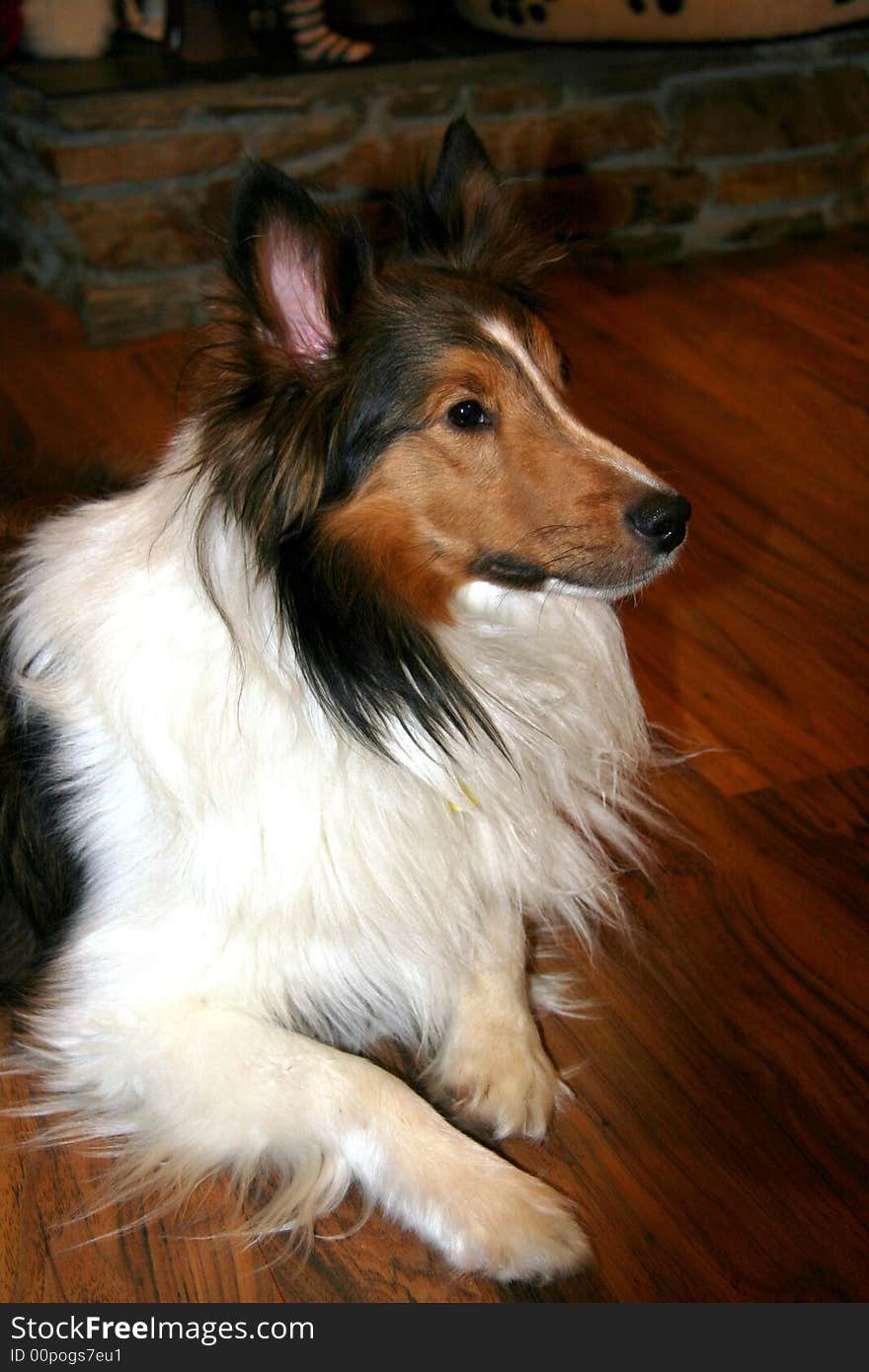 A young sheltie close up. A young sheltie close up