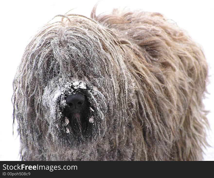 Snow frozen on a dog's face.