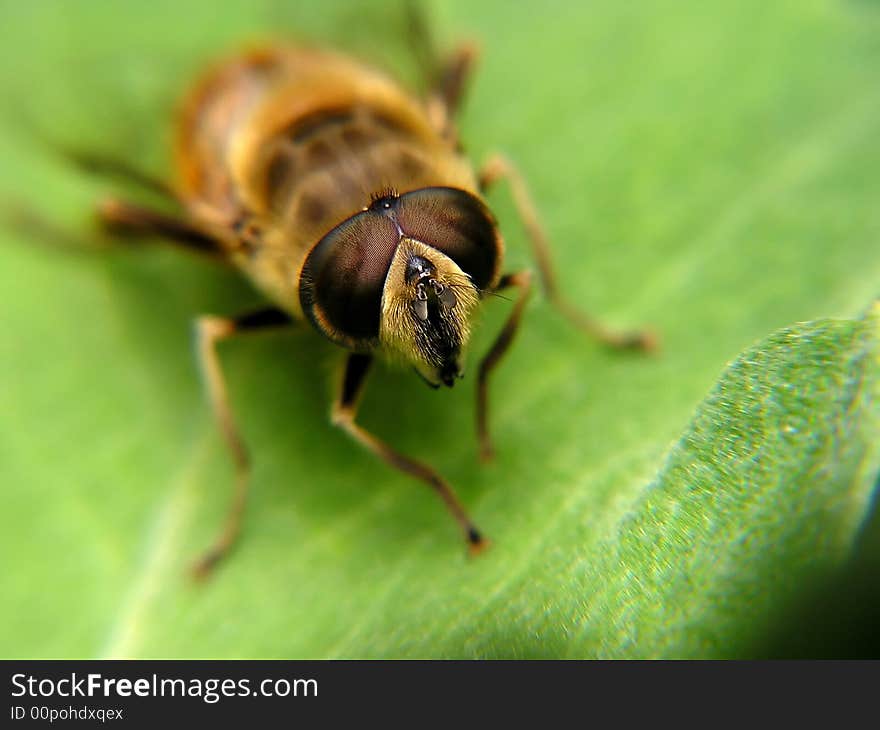 A fly on a green leaf