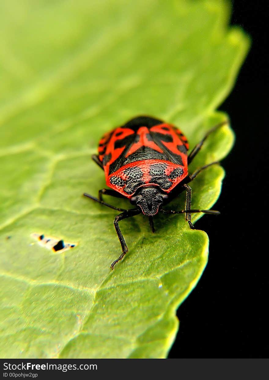 Bug on a leaf