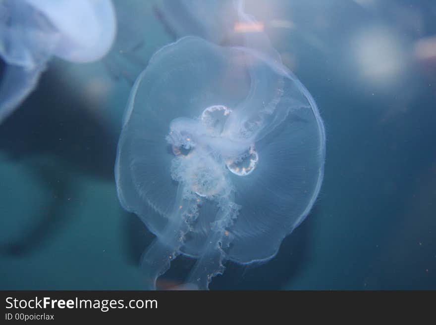 Jellyfish