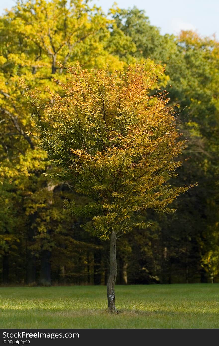 Colorful Autumn Tree on the park