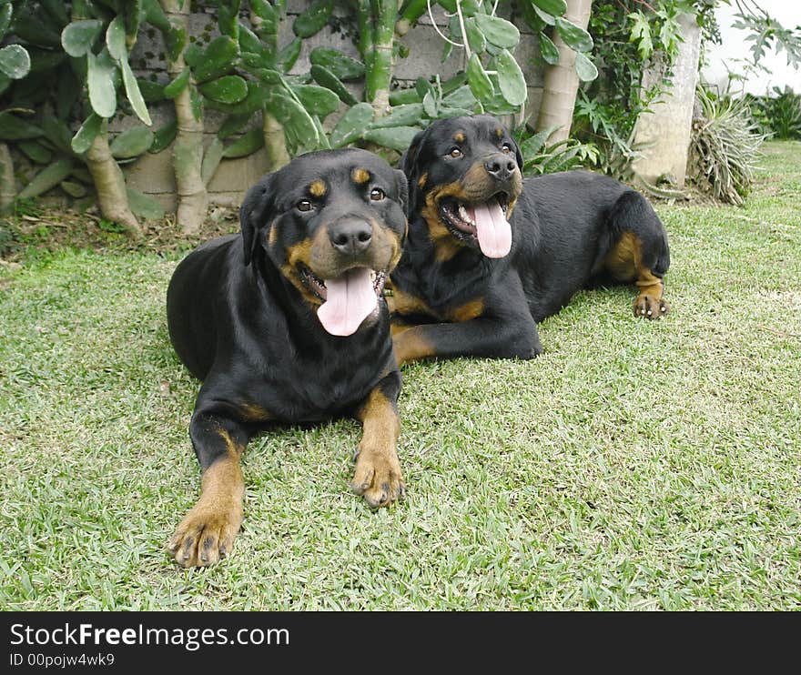 Two pure breed rottweiler dogs laying down