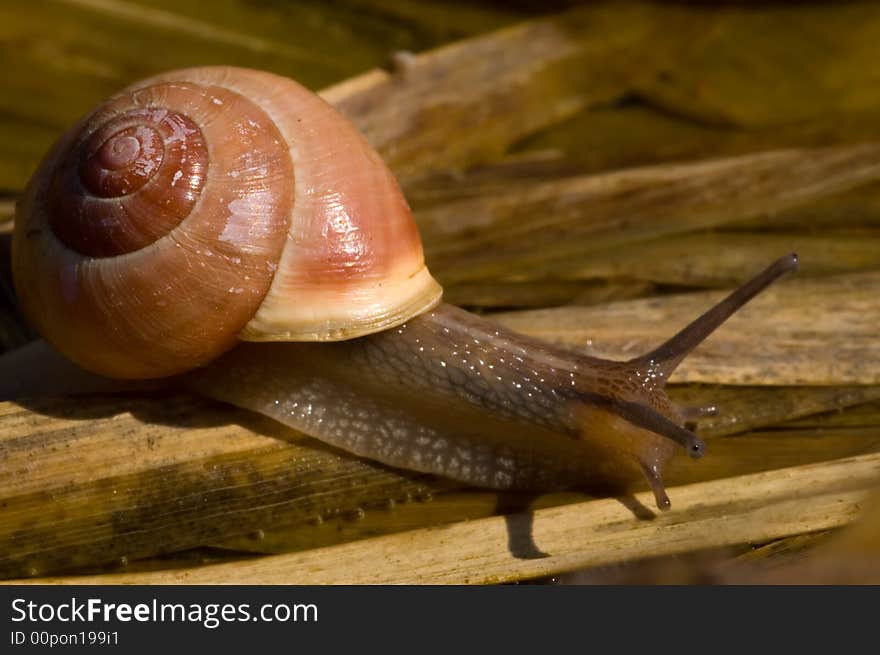 Close-up of snail on rush leaf