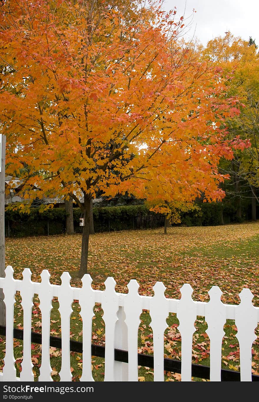 Fall Tree On My Front Yard