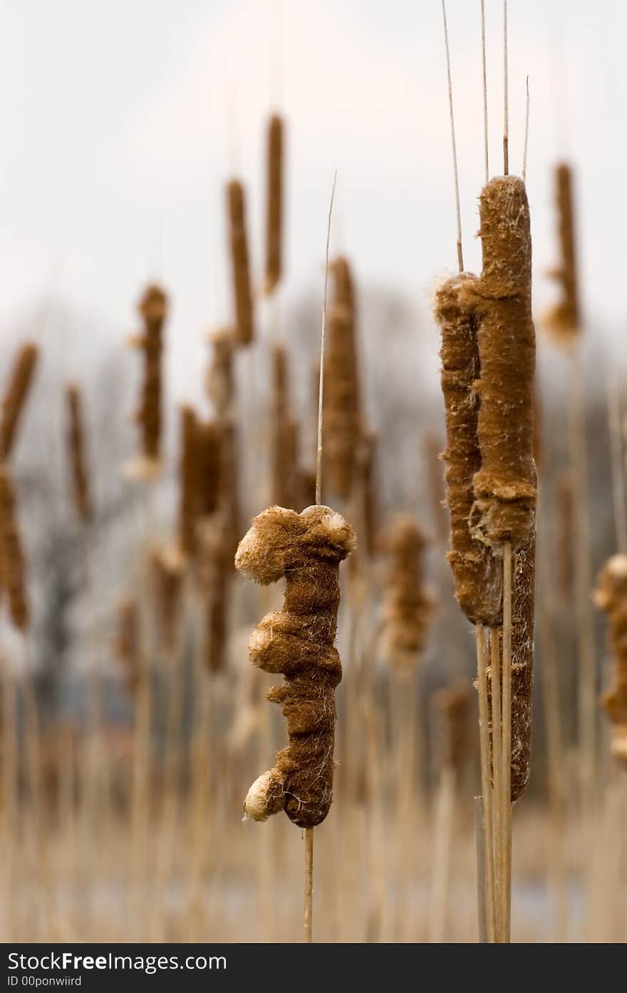 Many reeds on the swamp