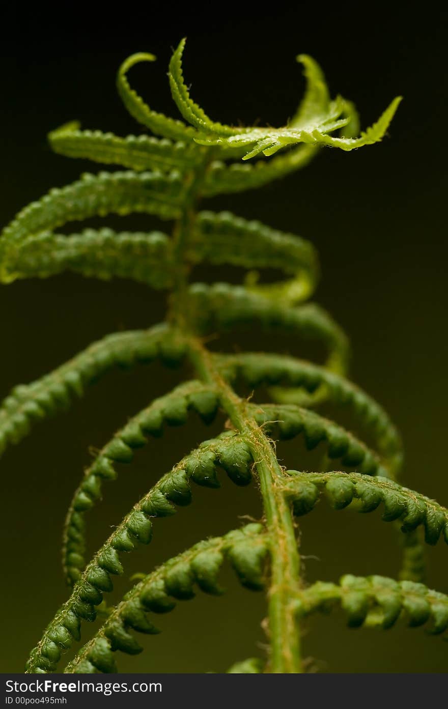 Macro Shot of fern leaf