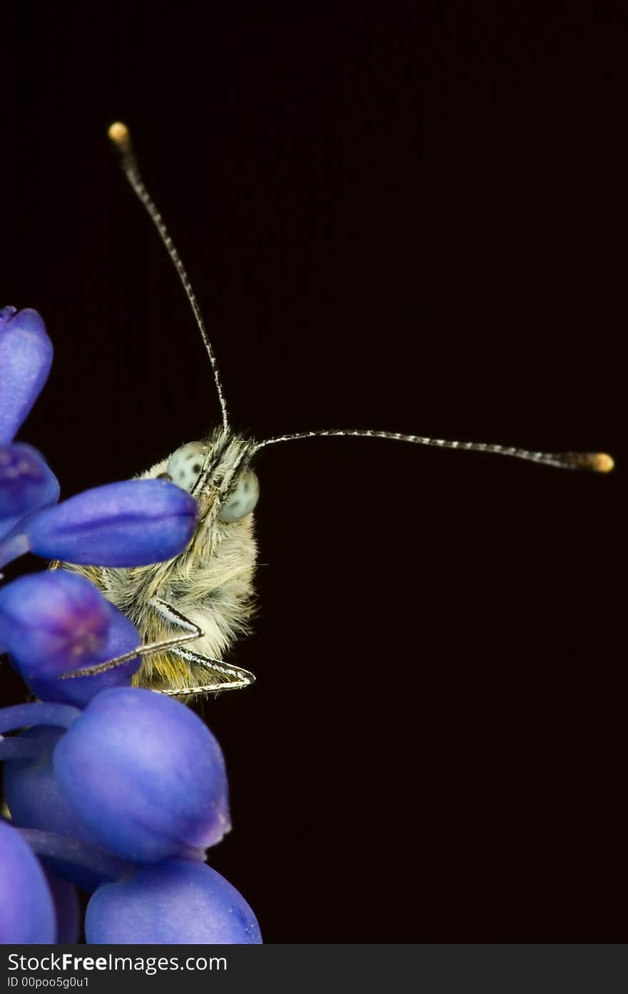 Siting butterfly on the grape hyacinth