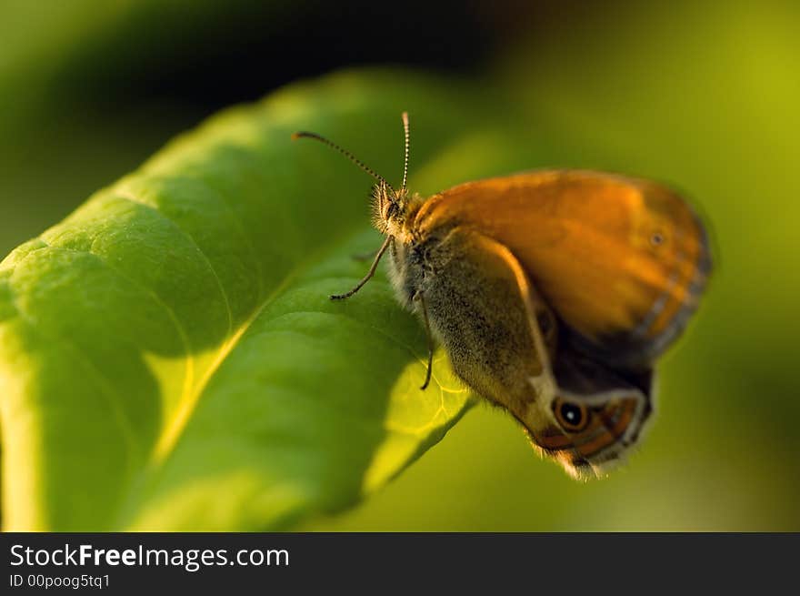 Detail sitting butterfly on the green leaf. Detail sitting butterfly on the green leaf