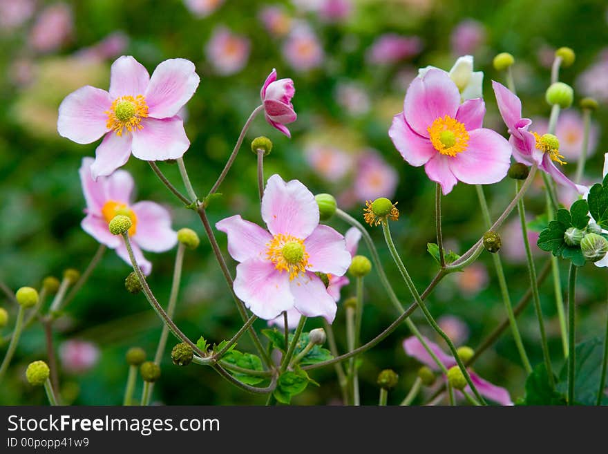 Flowers Background