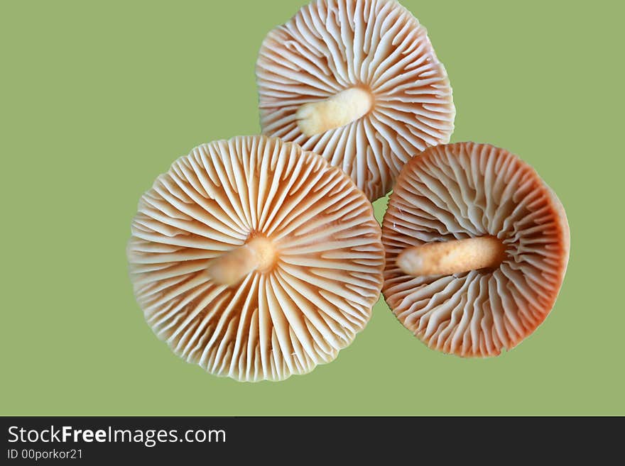 Three Mushrooms