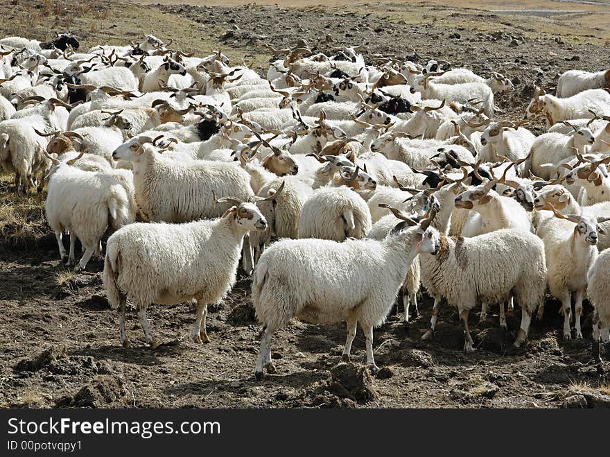 Group of sheeps