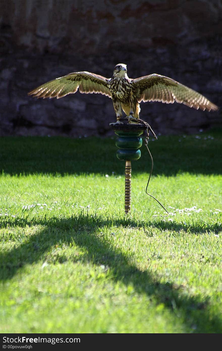 Bird of prey is posing for me. Bird of prey is posing for me