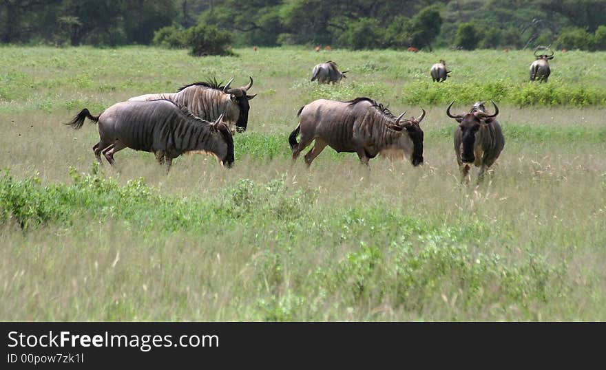 Stampede