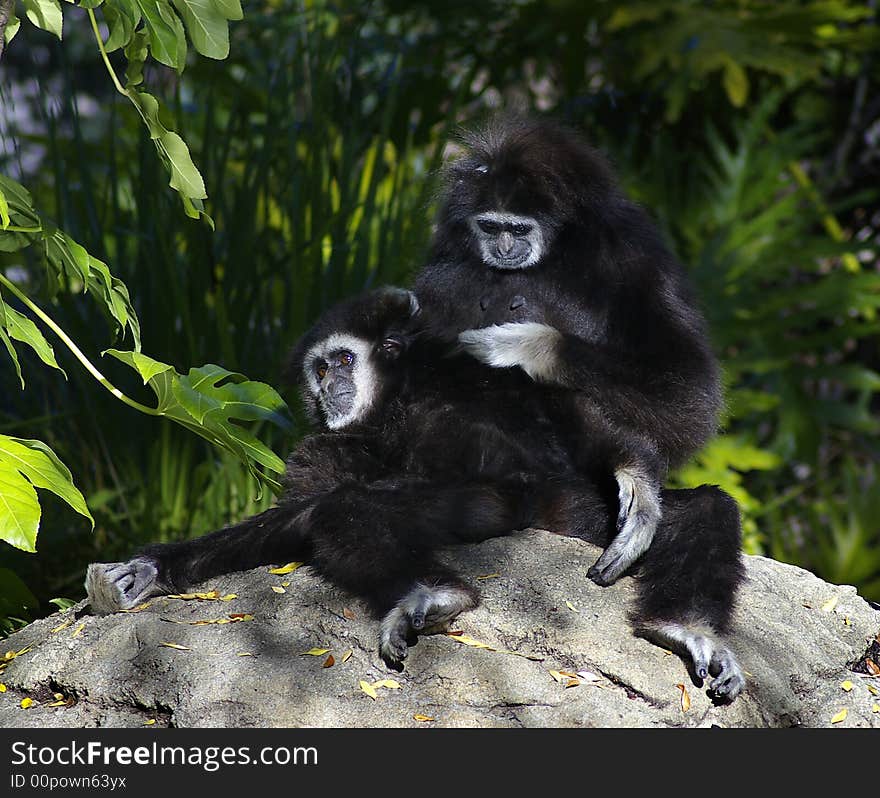 Pair of Gibbons Grooming each other sitting on the rock on a sunny evening