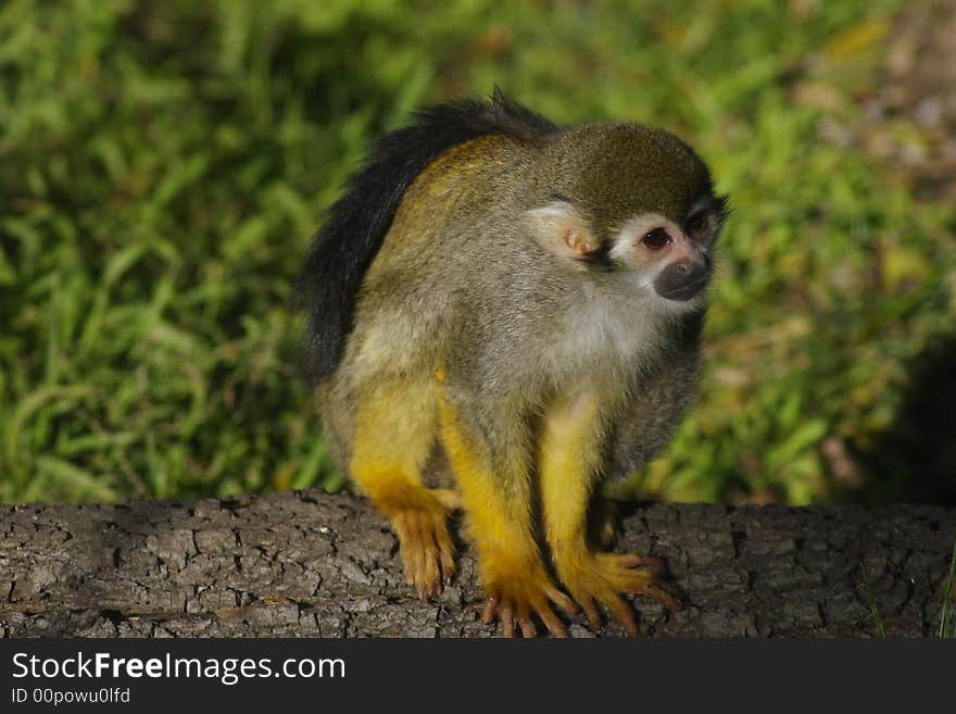 Squirrel Monkey On a Tree Trunk